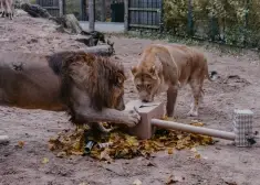 FOTO: no lempīga kamoliņa par tēviņu - Rīgas Zoo lauvam Vairim jādodas uz Dāniju, kamēr viņa māsu Teiku diemžēl jāiemidzina